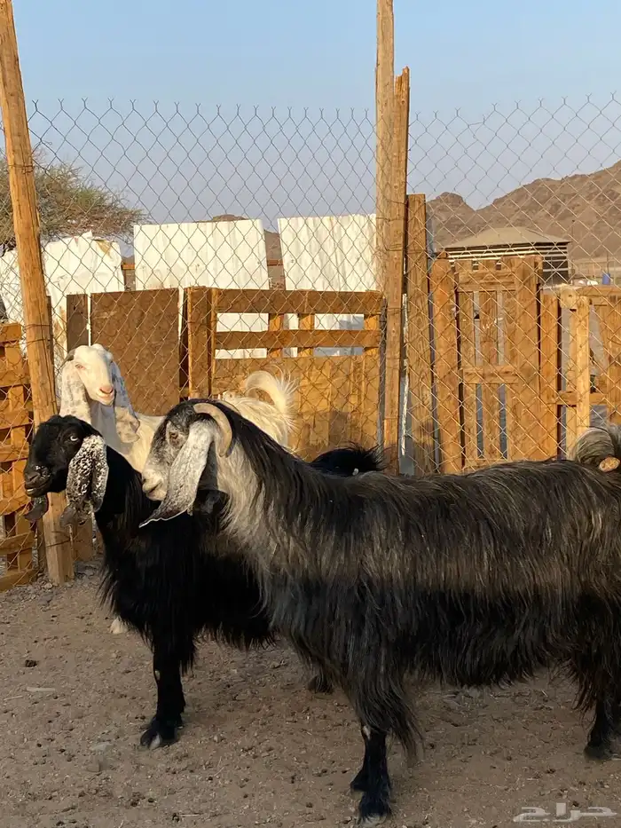 معزا مضاريع(تم البيع ) 2