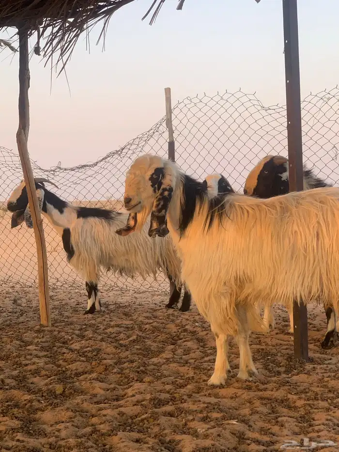 معزاء مصريات دفيع وليد حليب 3