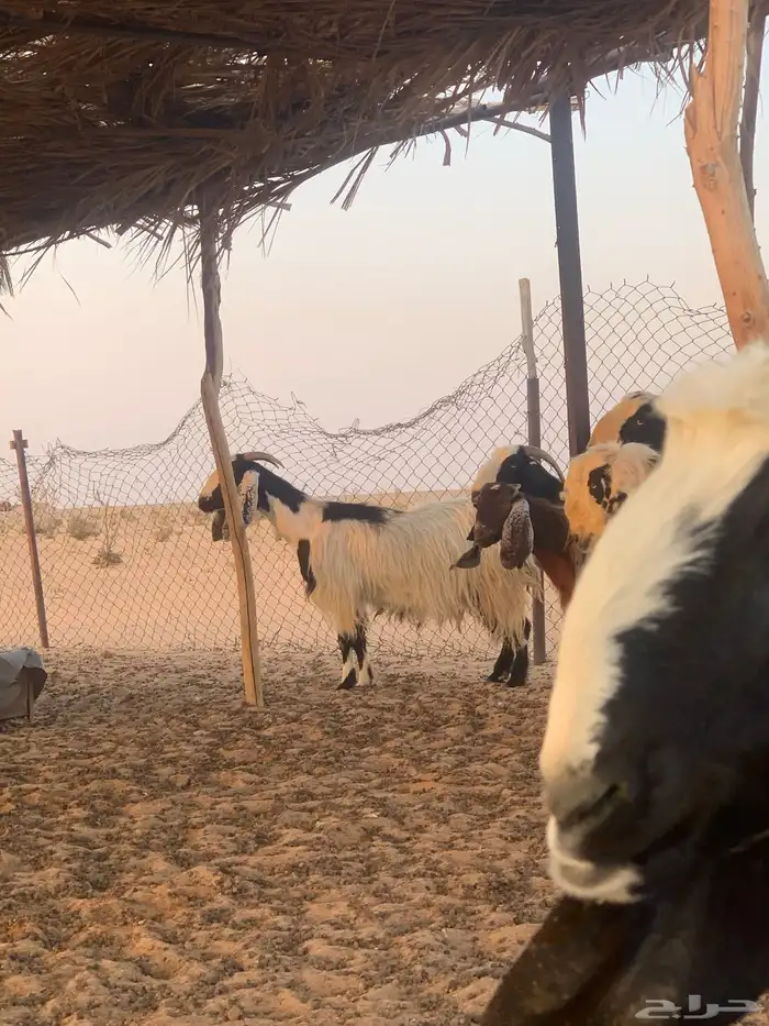 معزاء مصريات دفيع وليد حليب 2