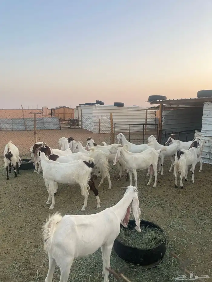 ماعز بيض في رماح 2