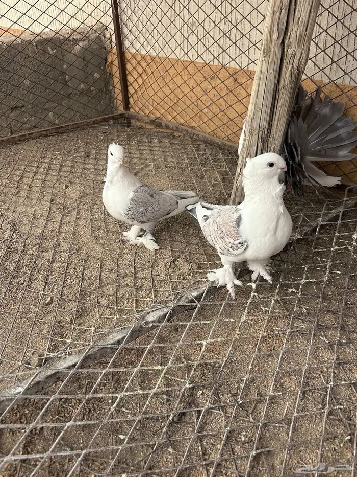 للبيع حمام حب الرمان 4