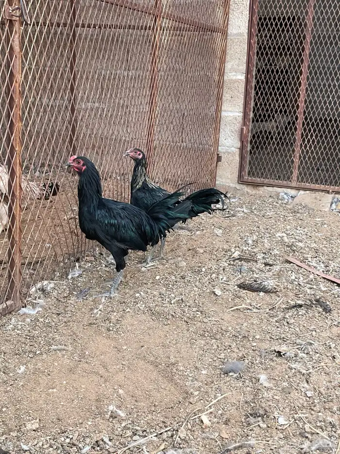 ديكه 2