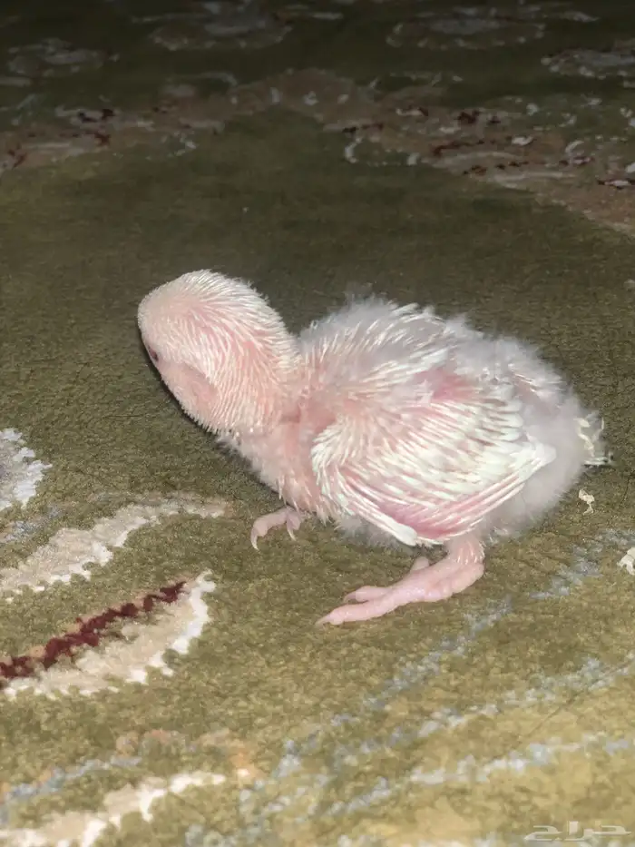 تم البيع فرخ روز البينو 3