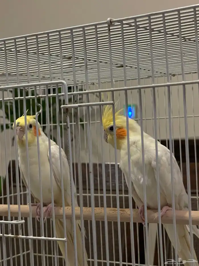 طير واحد فقط بأدواته كاملة 12