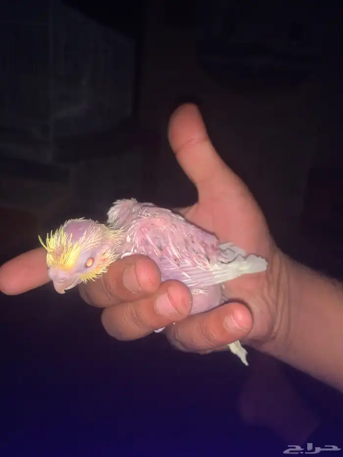 فروخ كروان 1