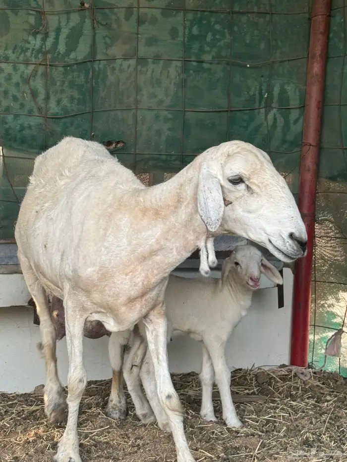 سلام عليكم ورحمة الله وبركاته اخواني اعرض لكم نعجه معها رخل 0