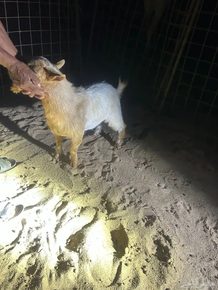 فحل ماعز قزم العمر سنة ونص حار ألون ابيض و بني نشيط 4