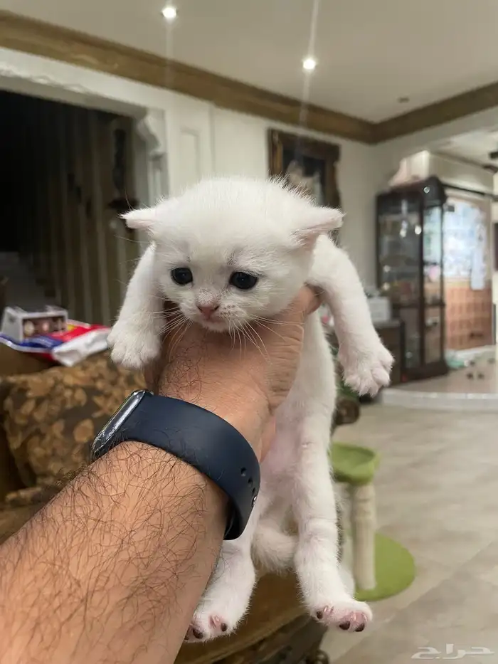 كيتن بيور بريتش 15