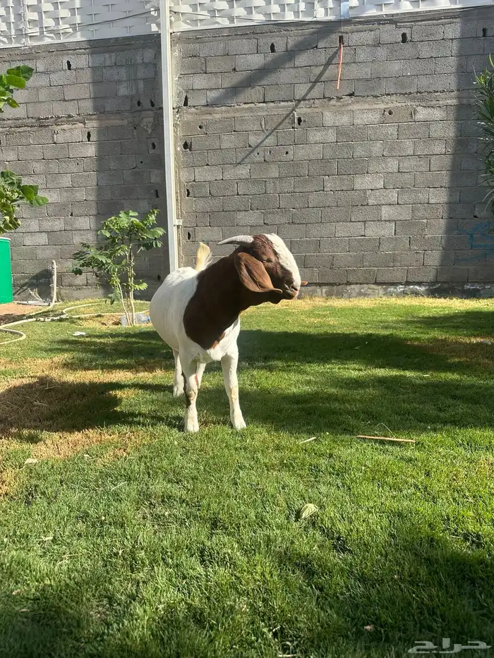 مشروع فحل بورقوت صافي 3