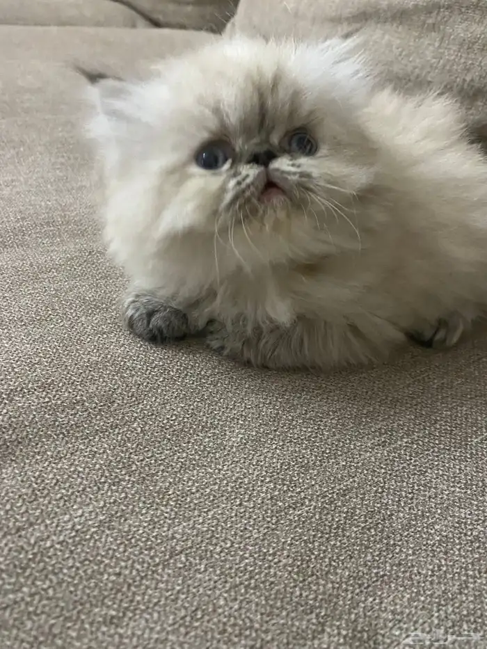 بيكي فيس قزمة شعر كثيف للبيع 1