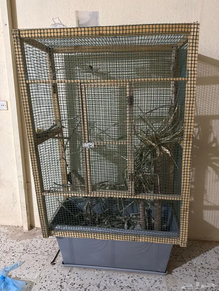 ذكر حسون شرط تغريد للبيع 0