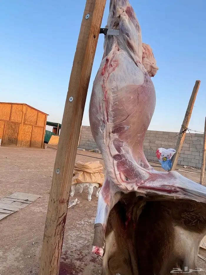 ذبايح سواكن حمري شرط 1
