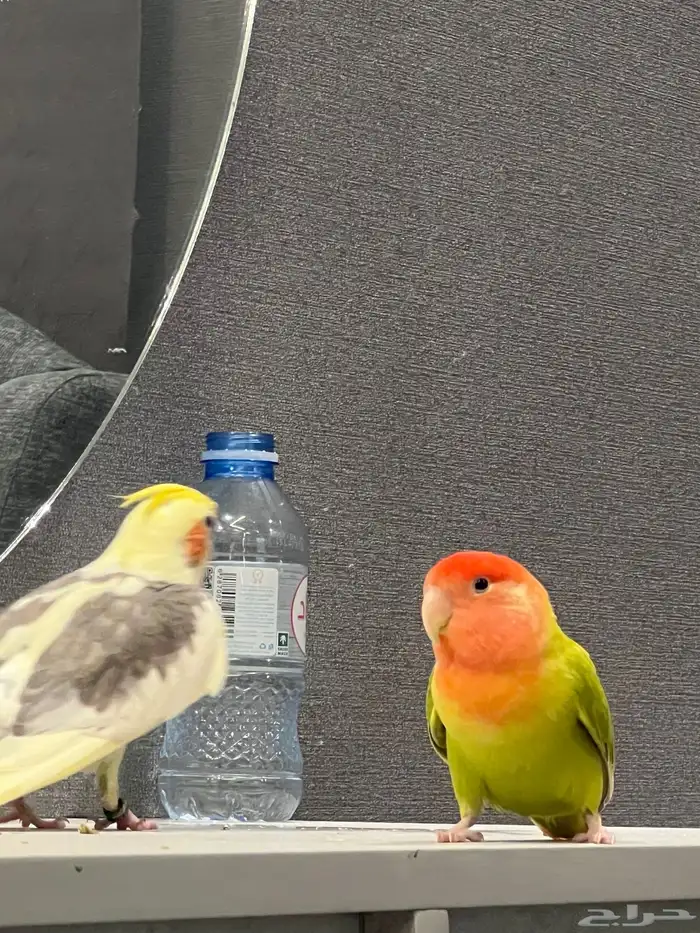 روز للبيع نص اليف تغريد جميل جدا.لايوجد عض 0