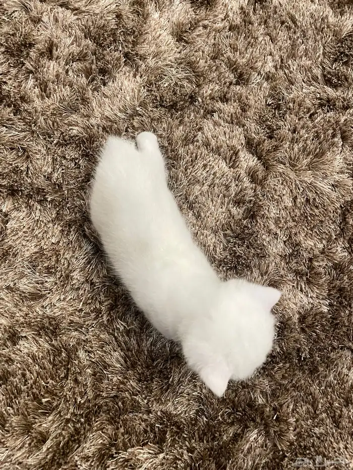 كيتن بيور بريتش 6