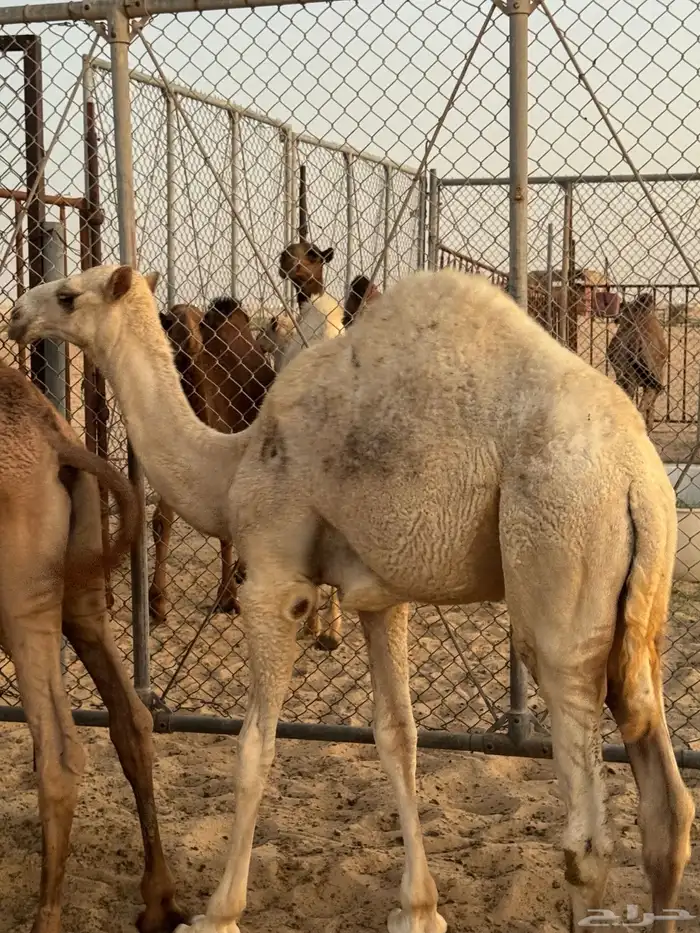 قعدان 2