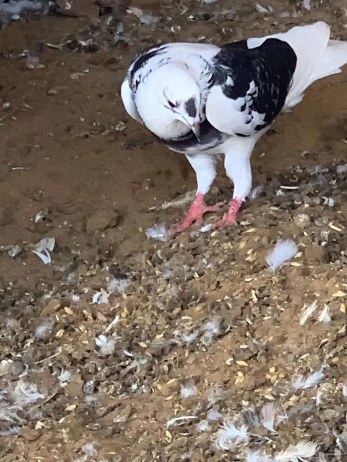 حمام قطايف 0