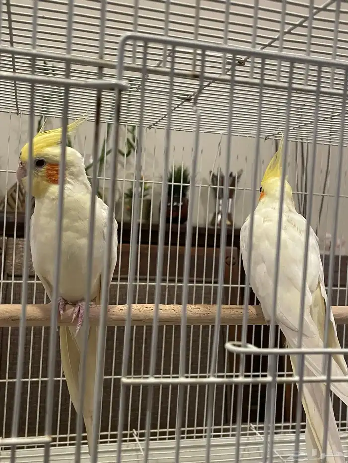 طير واحد فقط بأدواته كاملة 10