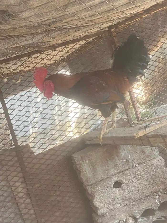 ديك للبيع ديك بلدي 4