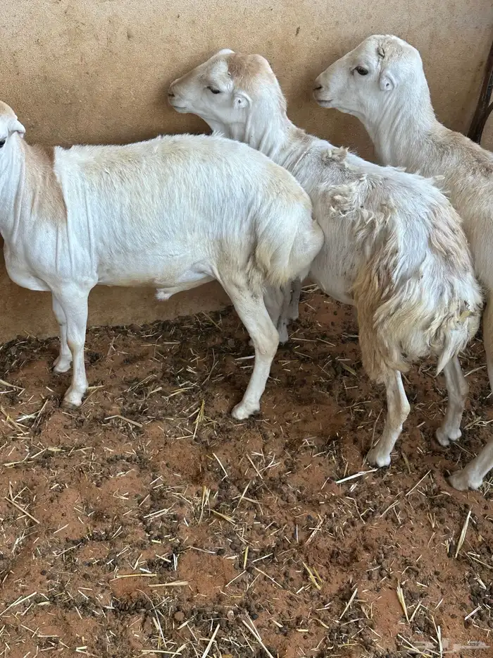 برابر ورفيديات مرابي 46
