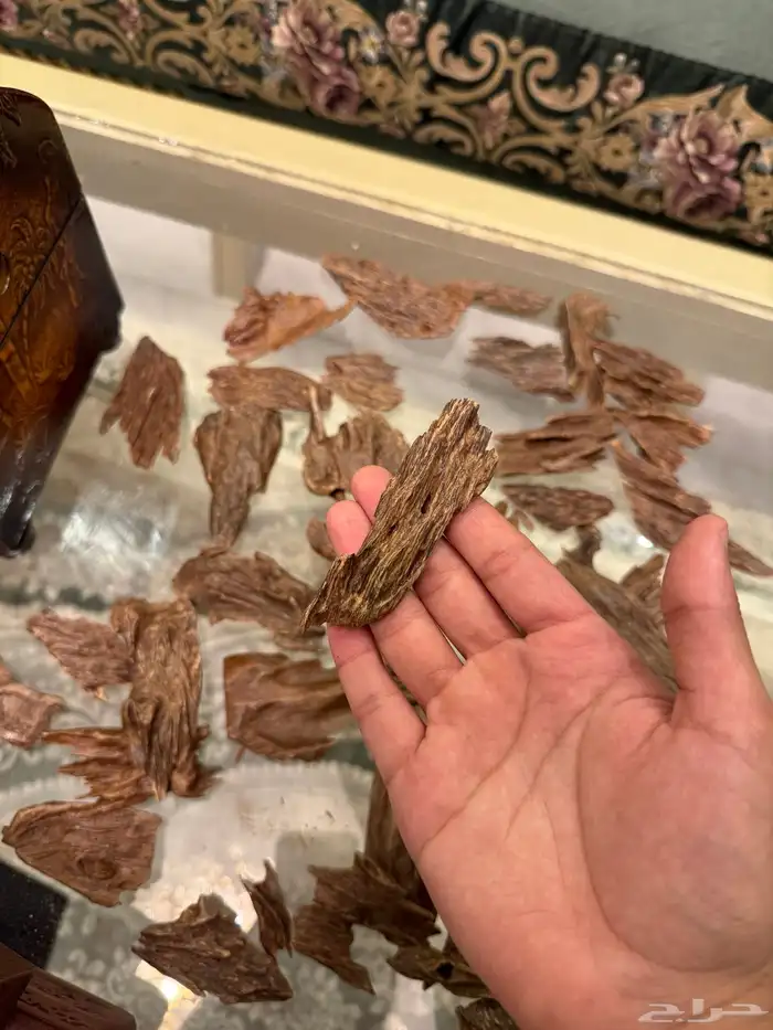 عود كمبودي مشروط 6