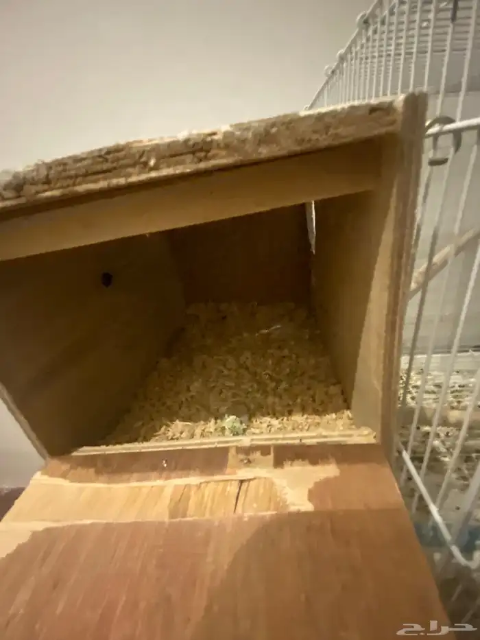 زوج كروان منتج نص ولافه 8