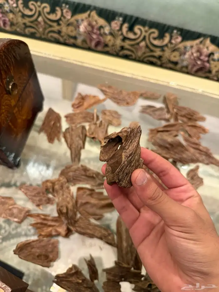 عود كمبودي مشروط 8
