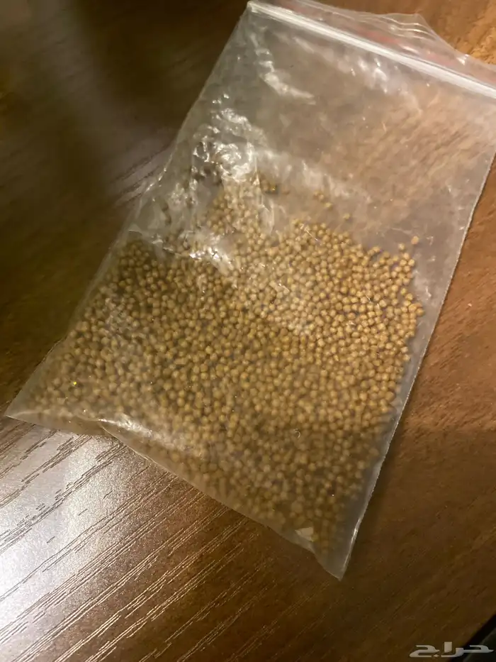 سمكة فايتر 3