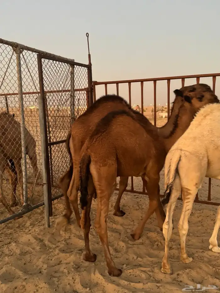 قعدان 22
