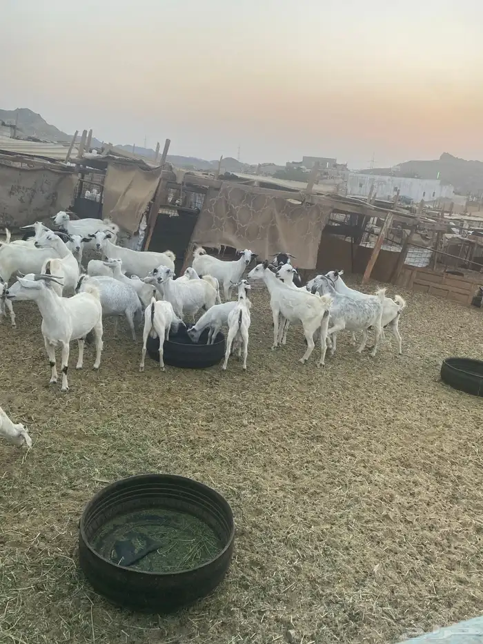 اذكروا الله وصلوا على النبي معزا جنوبية 4