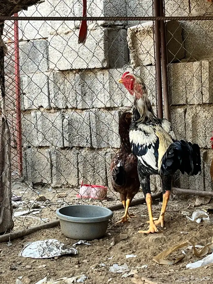 ديك بكستاني ودجاجه بكستانيه 11