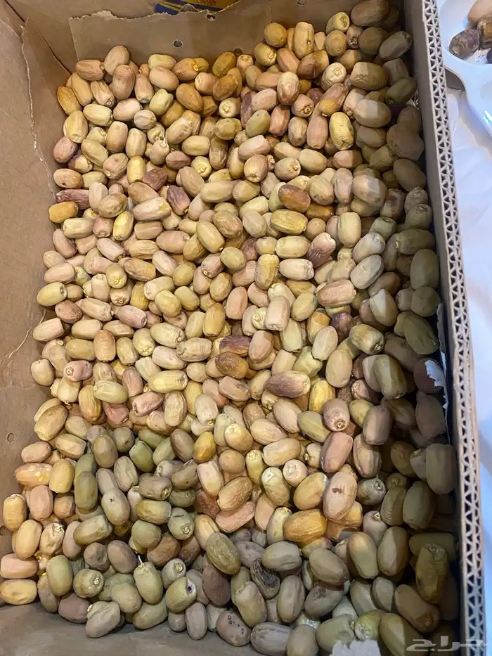 تمر قسب لذيذ ونادر 0