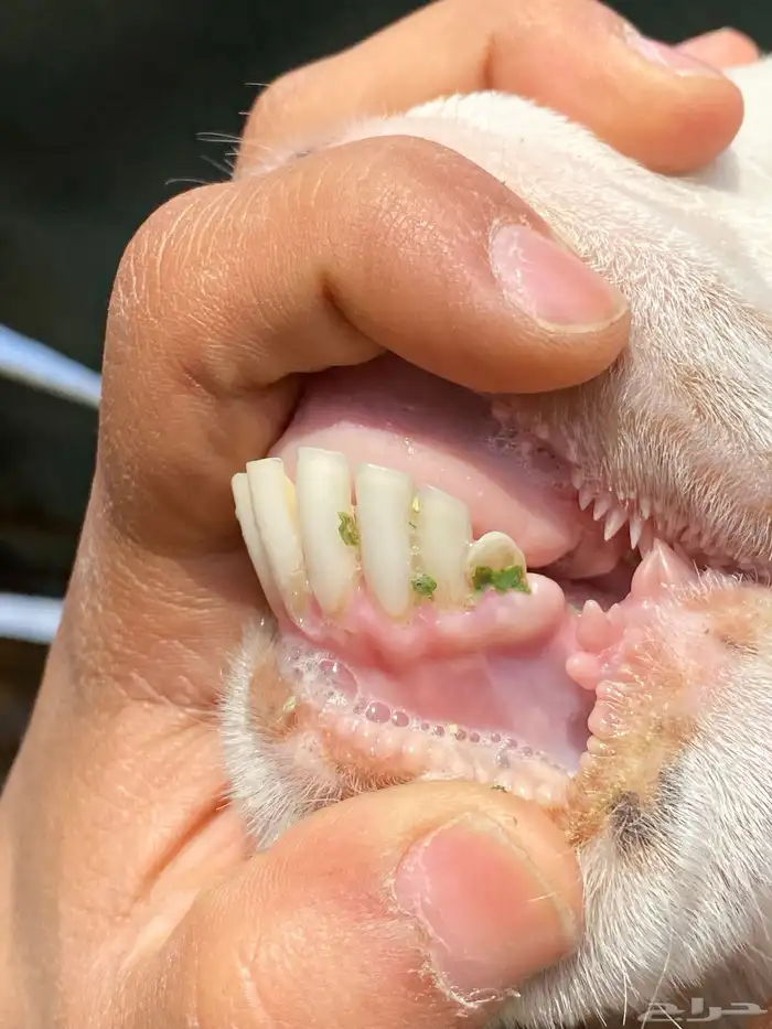 عنز مطورة مضرع 4