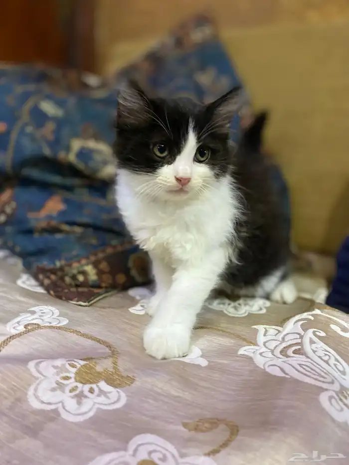 قط شيرازي 1