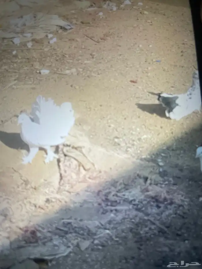 حمام شمسي البيع وبيع مستعجل العداد 4مهن اجوز الموق العسويه 0