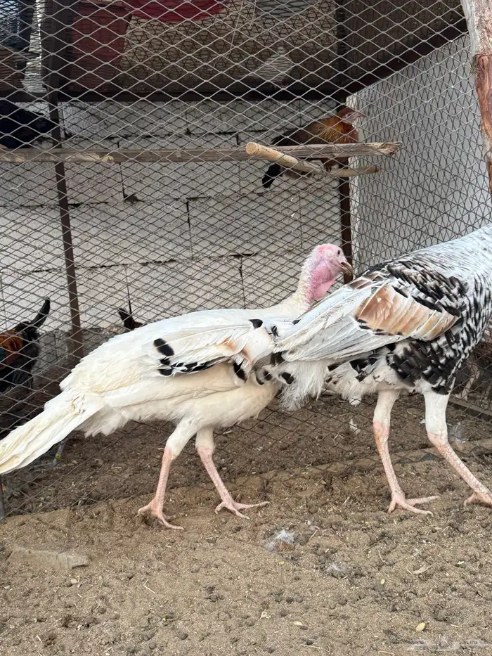 طقم دجاج رومي للبيع 0