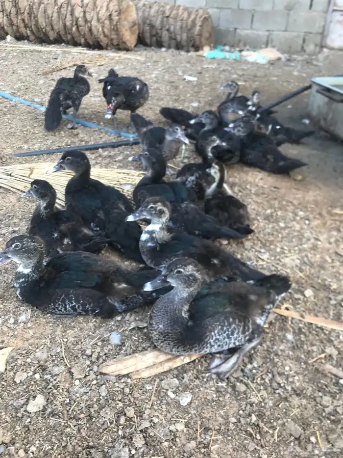 بط سوداني للبيع 1