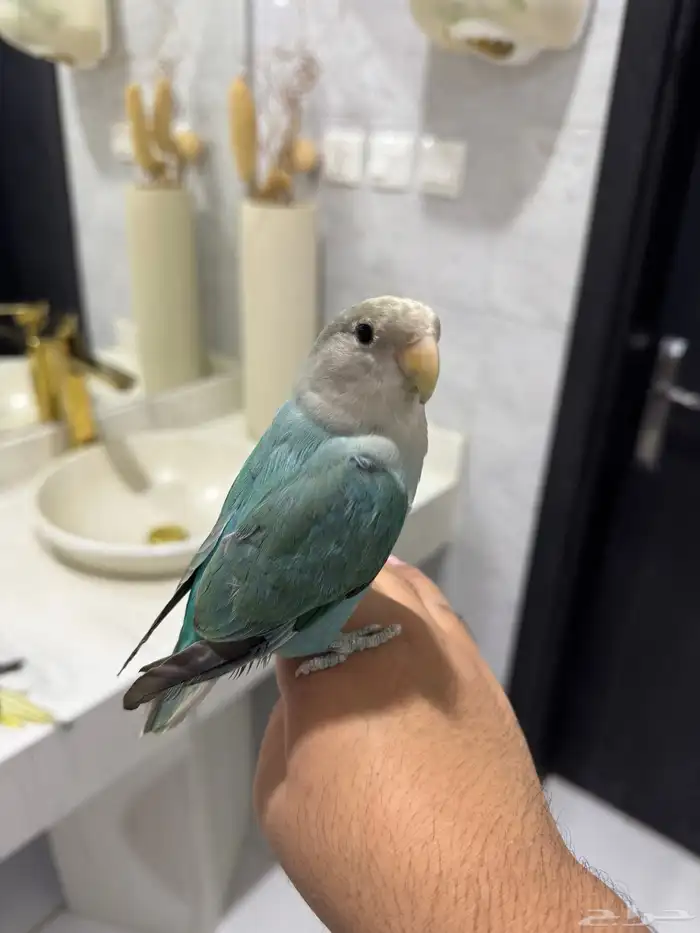 روز اليف للبيع 1