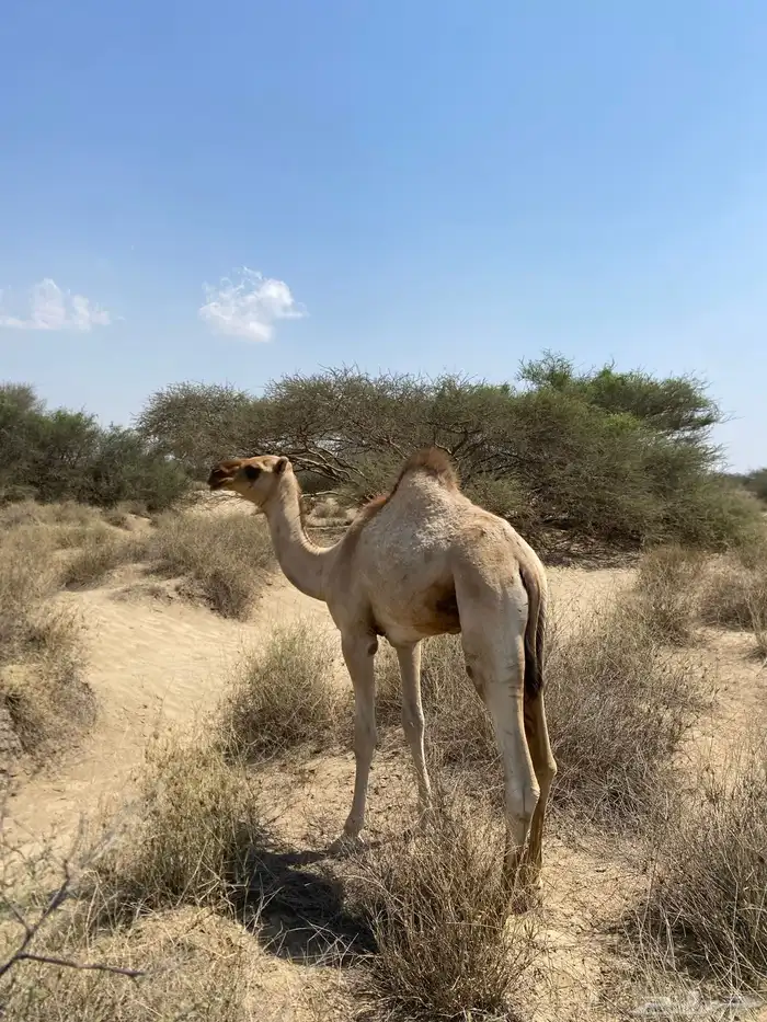 اثنين قعدان اوارك اعمارهم 8 اشهر 0