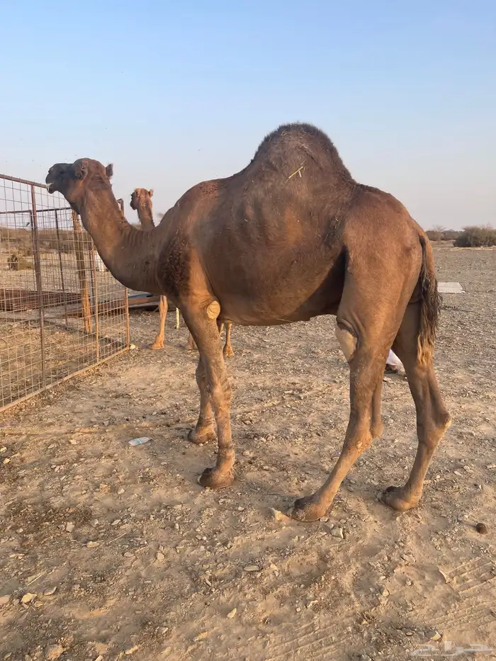 جمل احمر ادهم 9