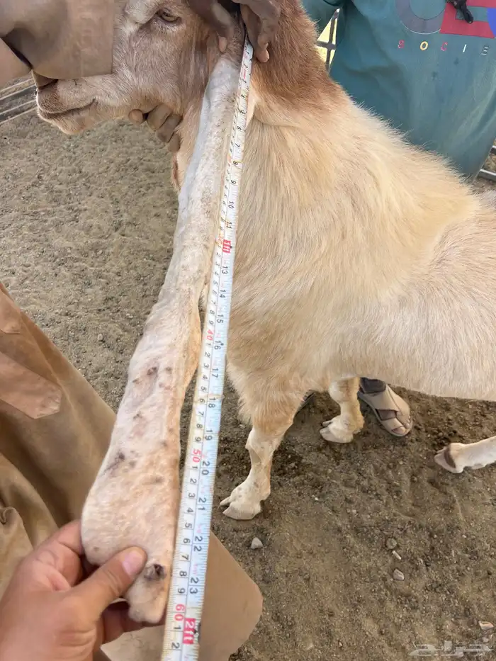 فحل هولندي 7