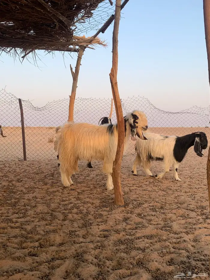 معزاء مصريات دفيع وليد حليب 4