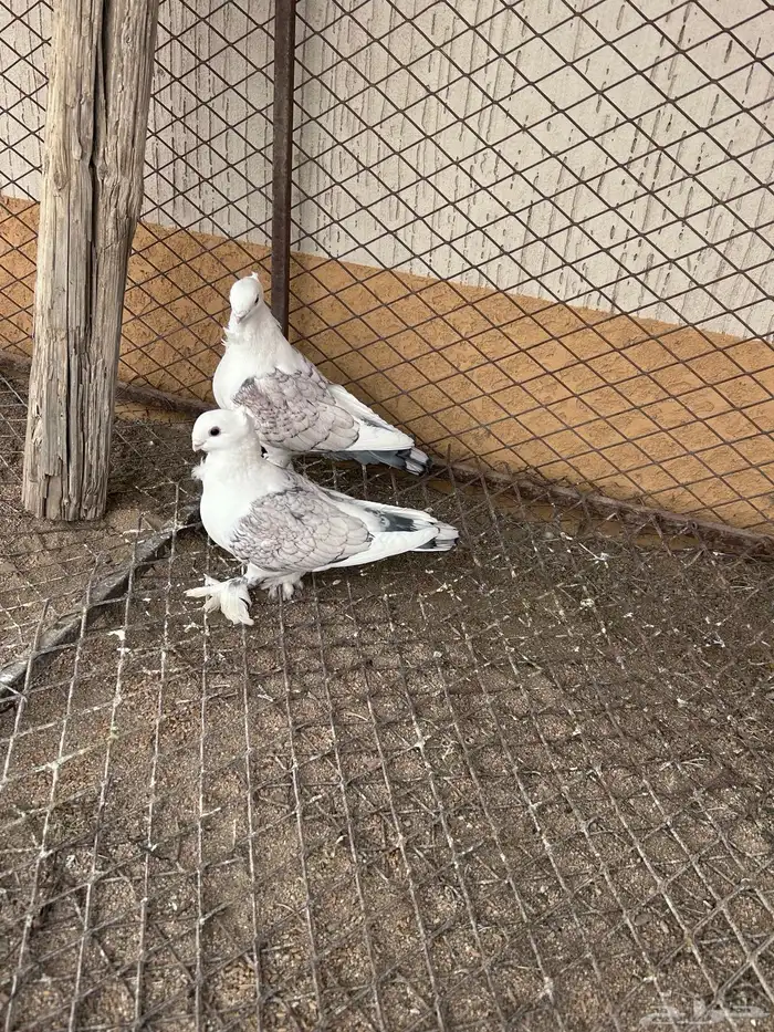 للبيع حمام حب الرمان 0