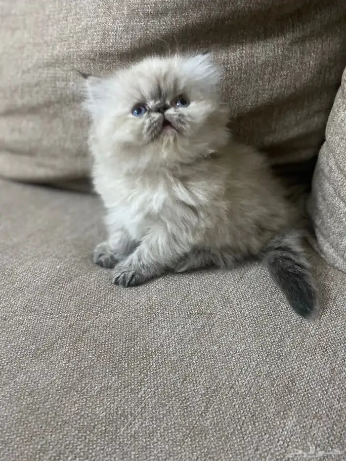 بيكي فيس قزمة شعر كثيف للبيع 2