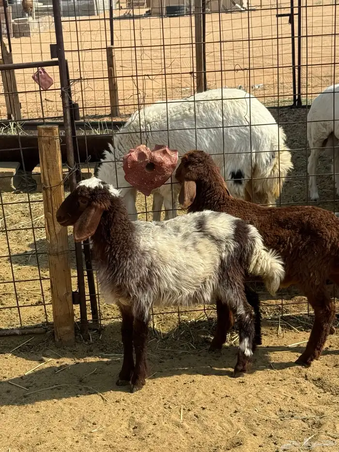 خروف ورخل للي يربطون 1