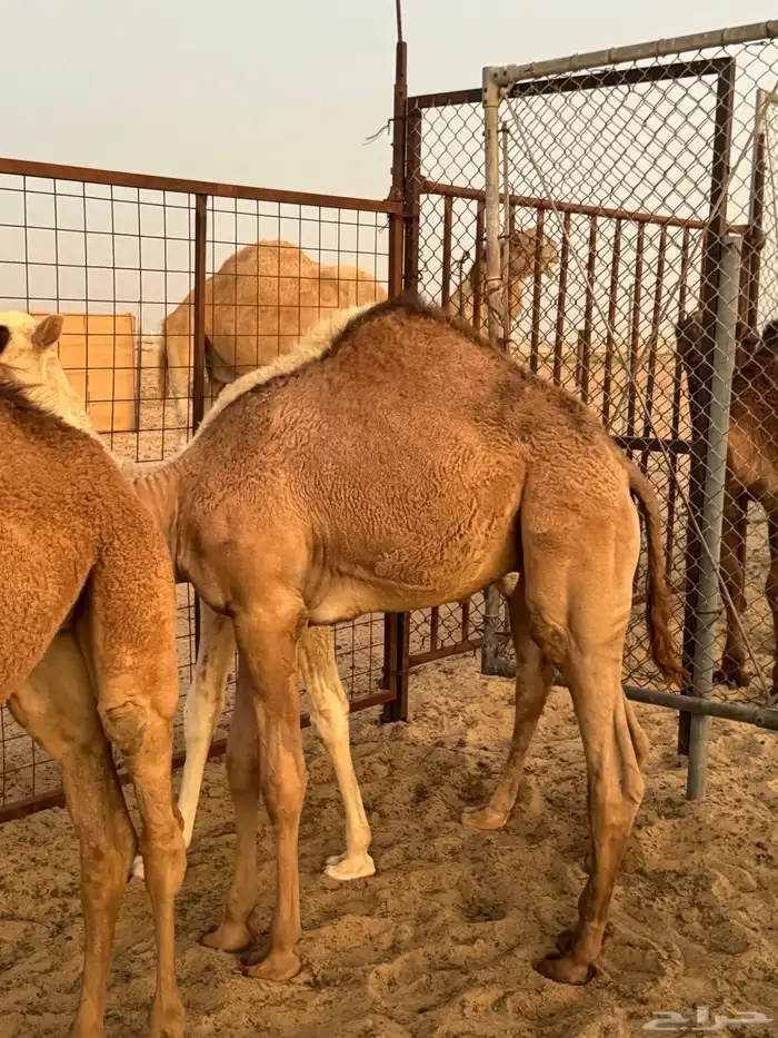 قعدان 0