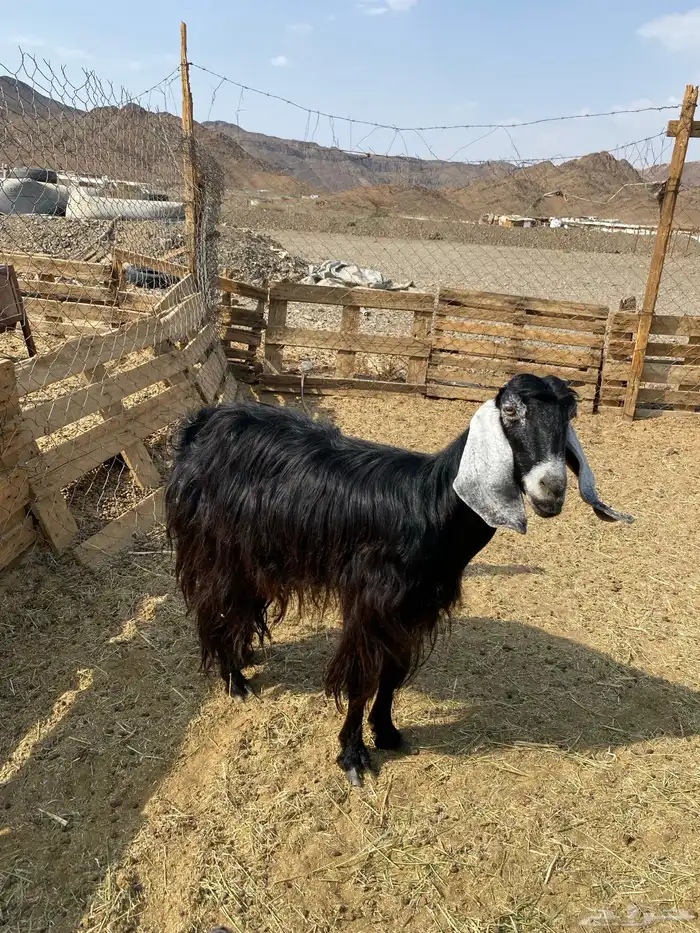 عنز عارضيه دافع لها 3شهور شرط فحص سونار 3