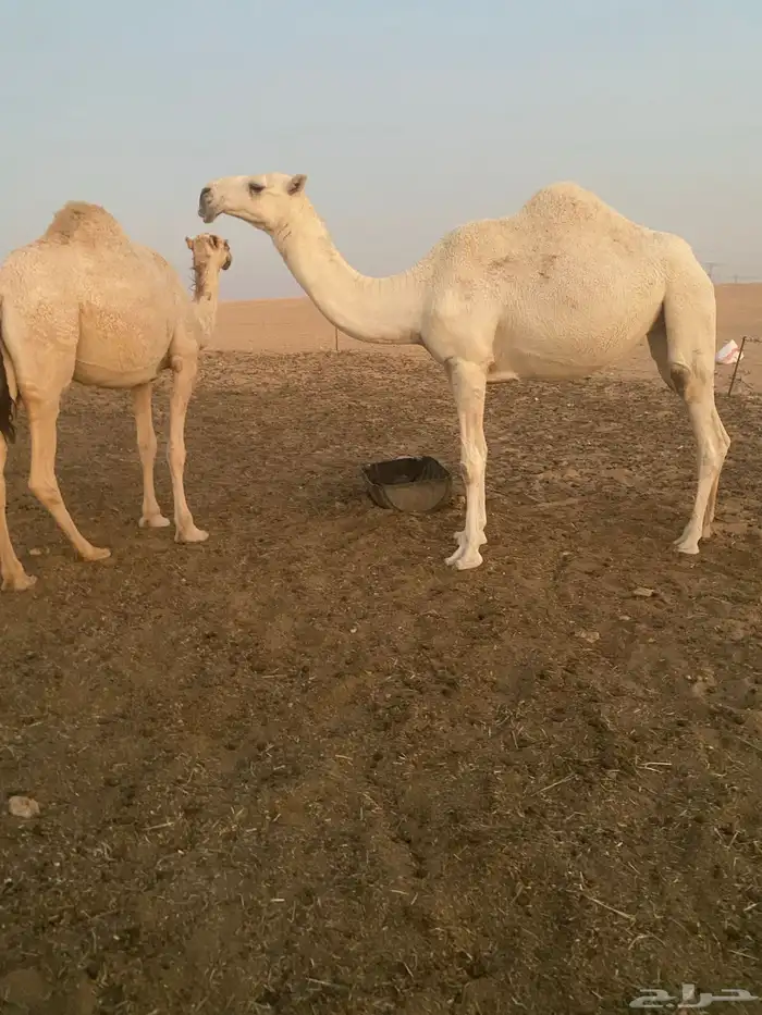 بعير اوضح 2