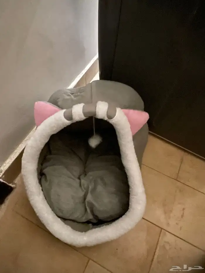قطط 6