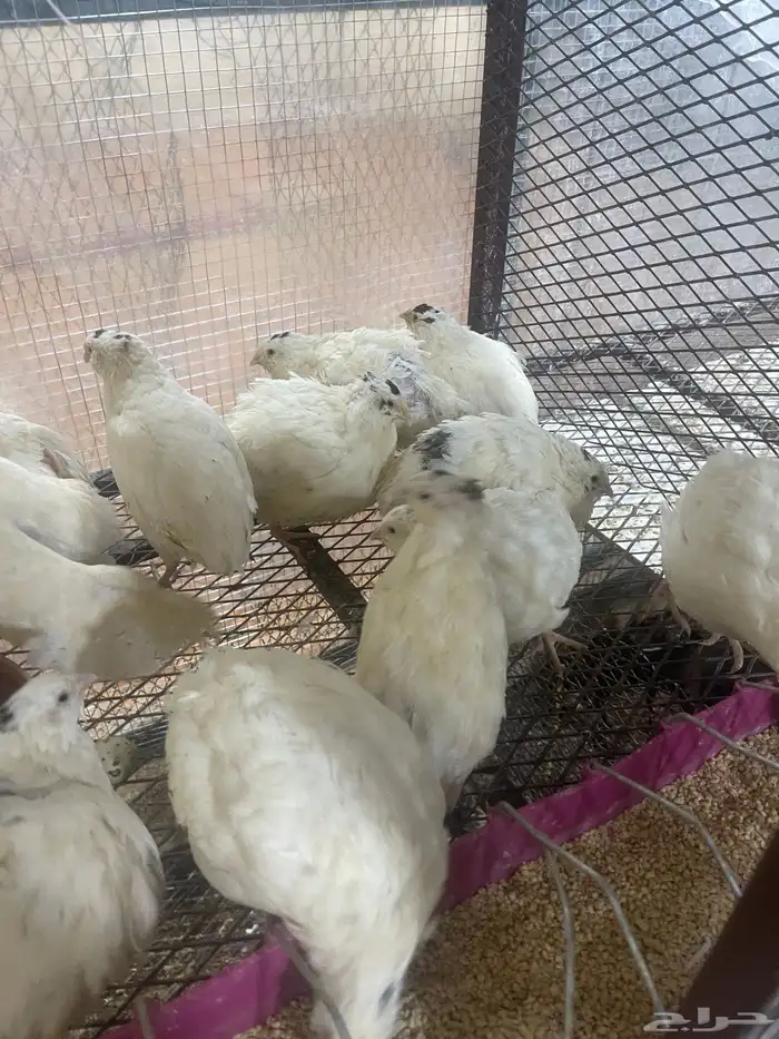 سمان تكساس اعمار شهر وعليها تم البيع 1