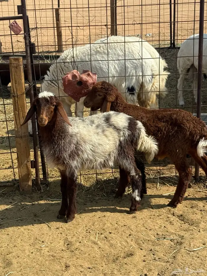 خروف ورخل للي يربطون 0